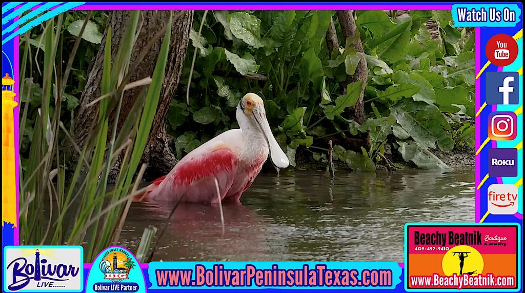 Birding On Bolivar, The Rookery, Skywalk, And It's Beauty.