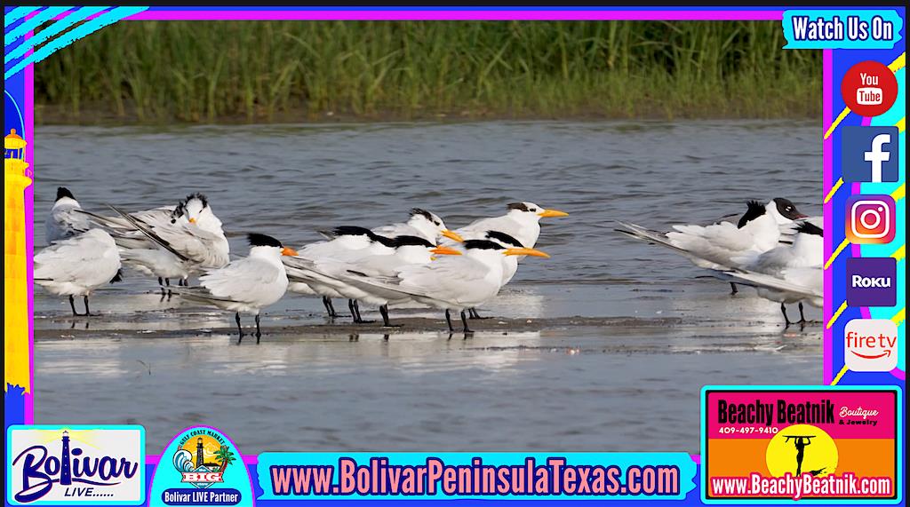 Birding On Bolivar Today At The North Jetties On Bolivar Peninsula.