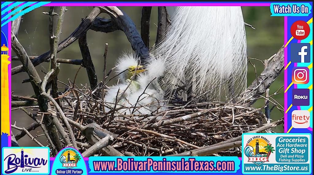Closer View At The Rookery, Of Our NEW Little Chicks, And Colorful Birds.