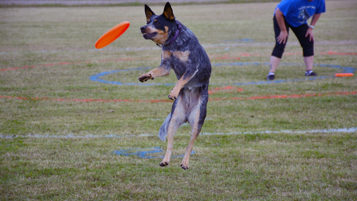 Crystal Beach Disc Dog Event
