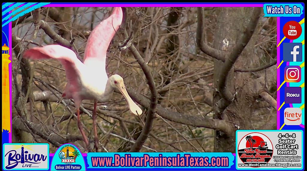 Explore Bolivar Peninsula For Valentines Day Weekend 2025