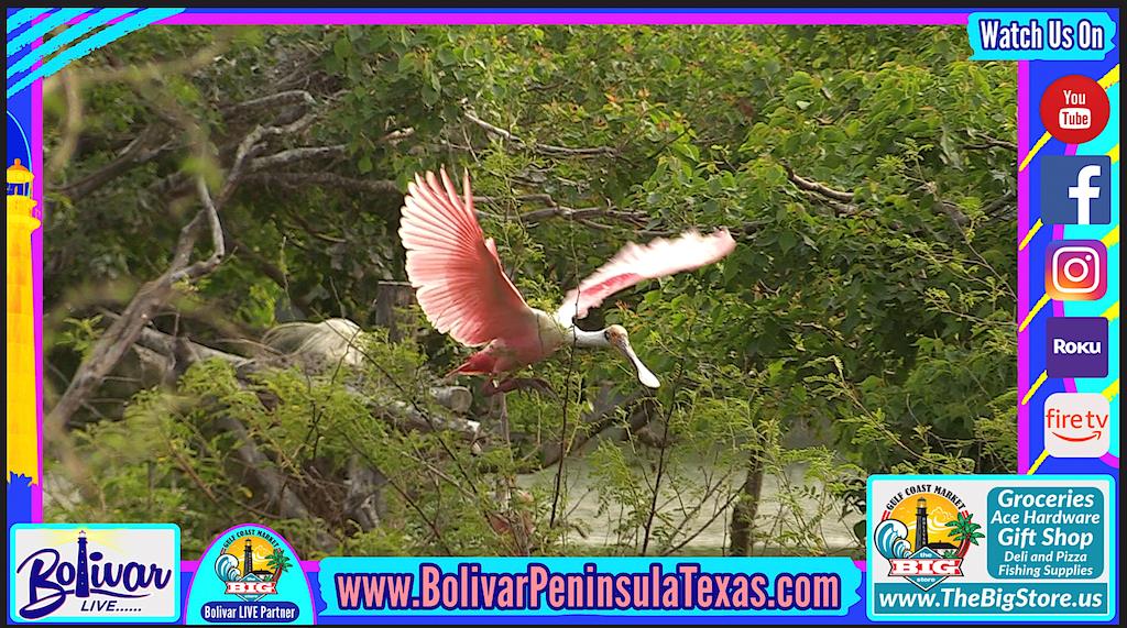 The Beauty Of Bolivar Peninsula, And Good Morning Bolivar Kicks Off.