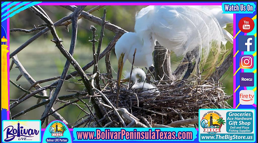 What You Can See In 3 Hours At, The Rookery On Bolivar Peninsula.