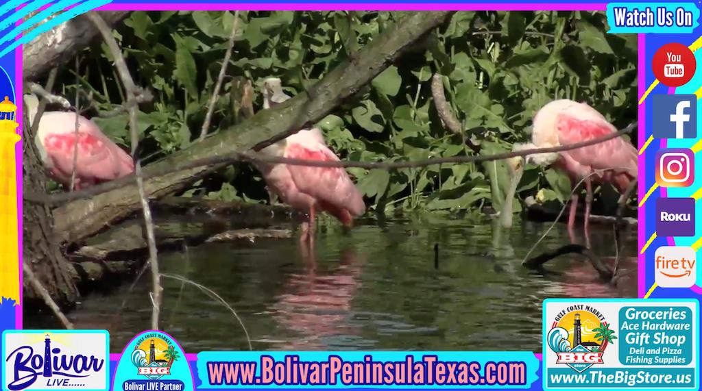 With Perfect Weather, It's Time For A Day Trip To Bolivar Peninsula.