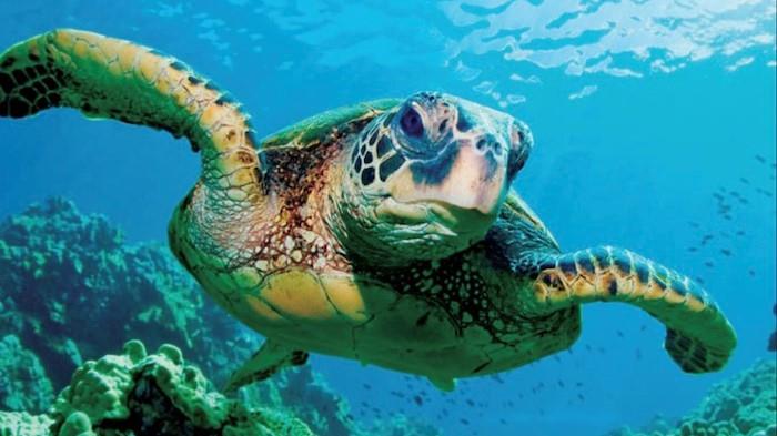 Sea Turtle Patrol Training